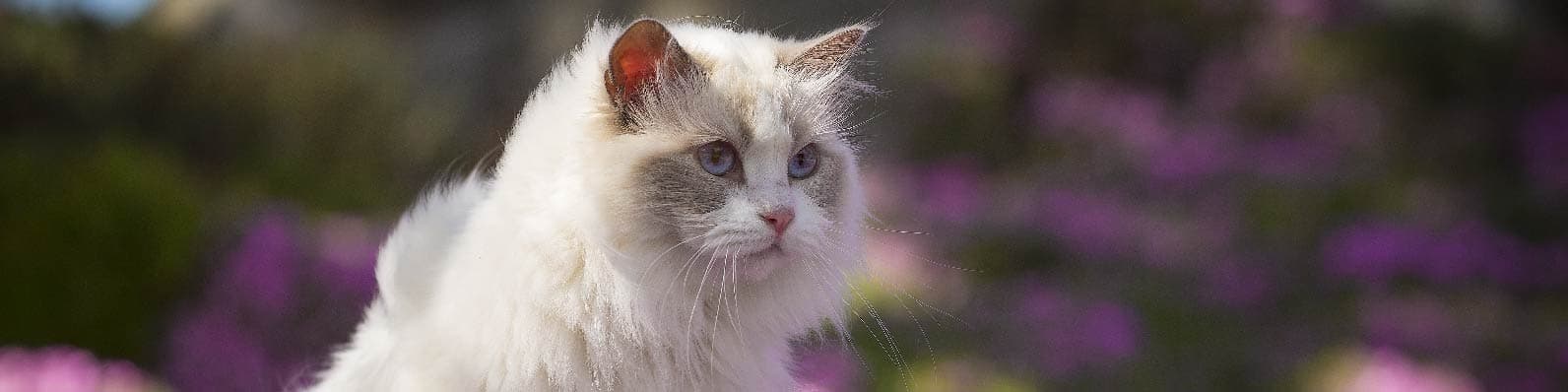 Imagen de Cómo cuidar el pelaje de un gato de pelo largo