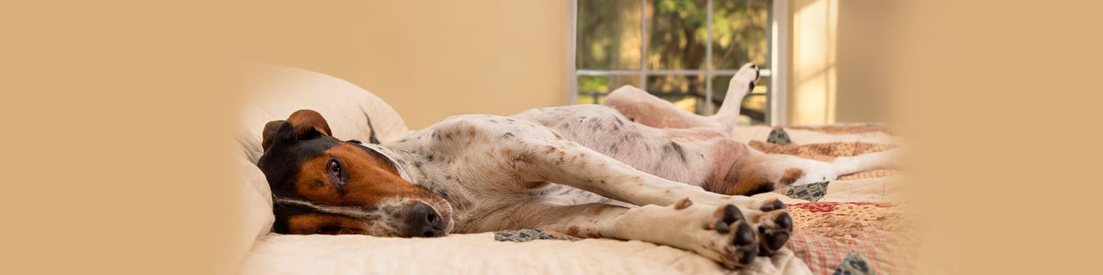 Imagen de ¿Cuándo puedo empezar a dejar a mi perro solo en casa?