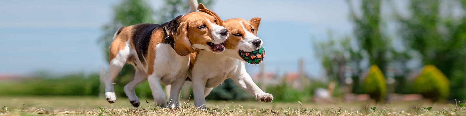 Imagen de ¿Por qué tu perro persigue su cola? ¡Aquí te lo decimos!
