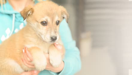 Imagen de ¿Acabas de adoptar un cachorro? ¡Ayúdalo a adaptarse en casa!