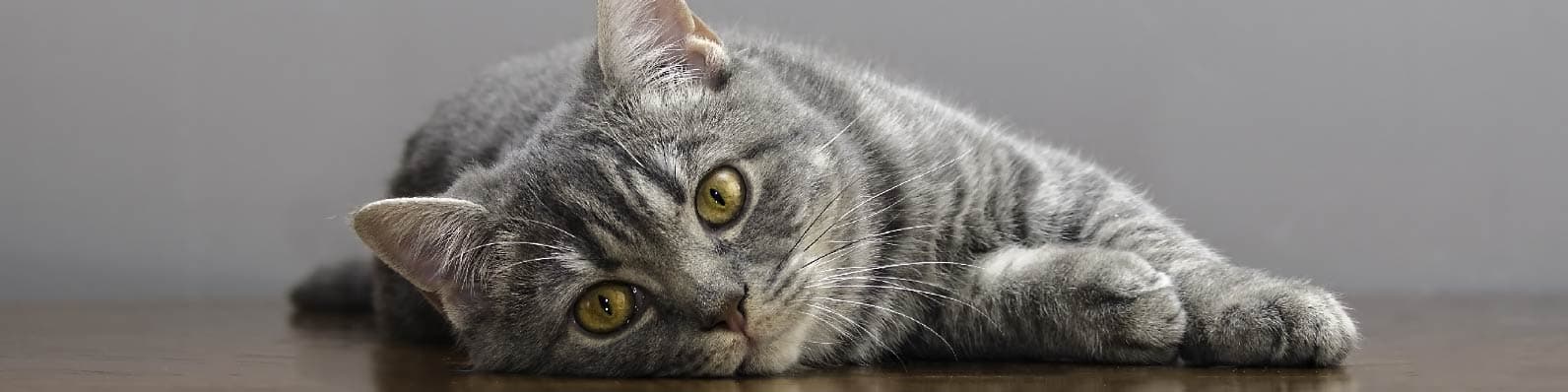 Imagen de ¿Tu gato araña todo? ¡Te decimos cómo puedo detenerlo!