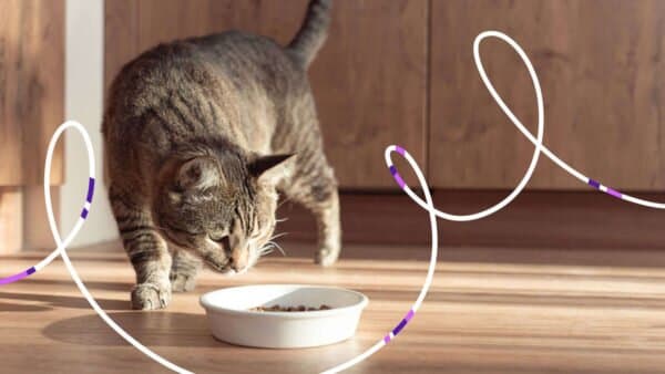 Imagen de 9 consejos claves para la dieta de tu gato