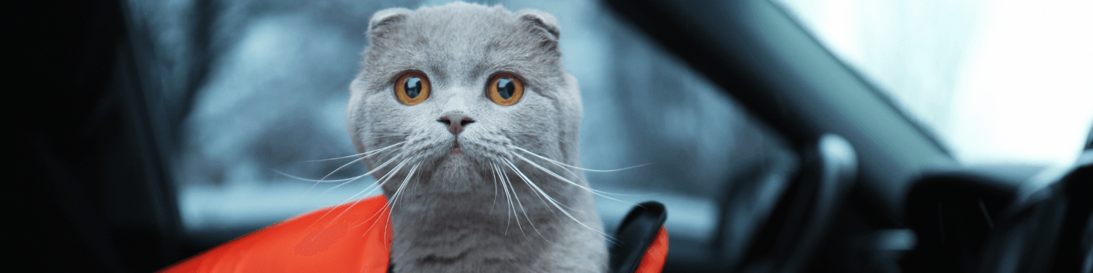 Imagen de Cómo calmar a un gato nervioso durante un viaje en carro