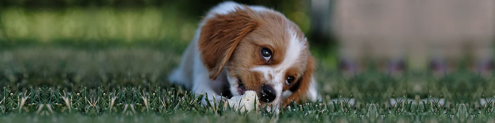 Imagen de Todo lo que necesitas saber sobre el moquillo en perros
