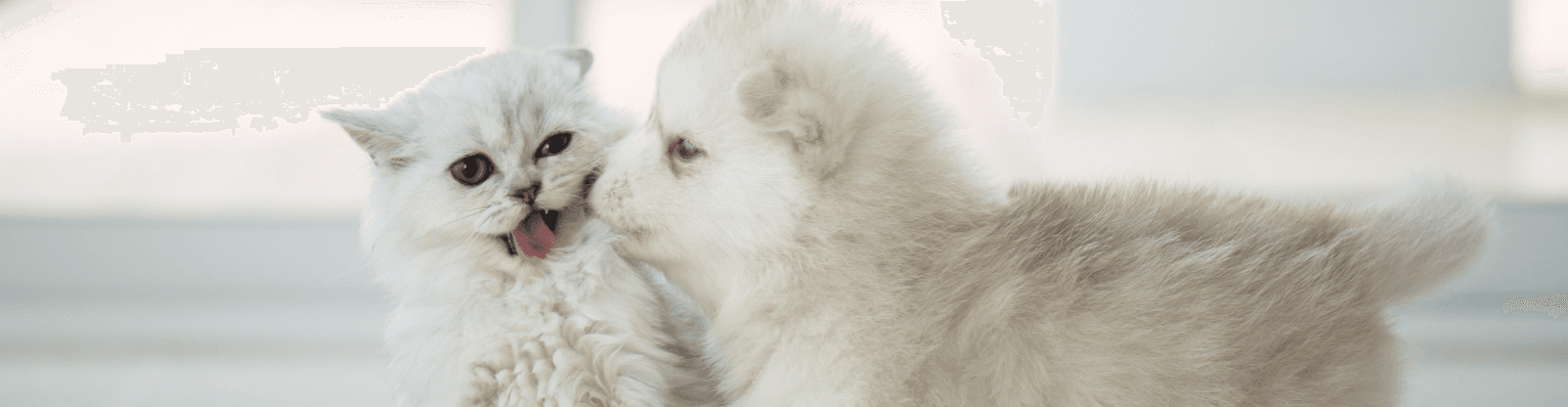 Imagen de Todo lo que debes saber sobre la lactancia en cachorros y gatitos