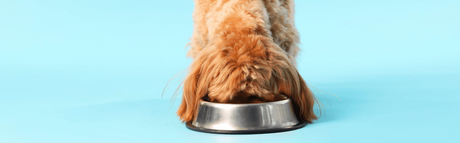 Imagen de Dieta para perros: cómo cuidar su peso sin dejar de consentirlo