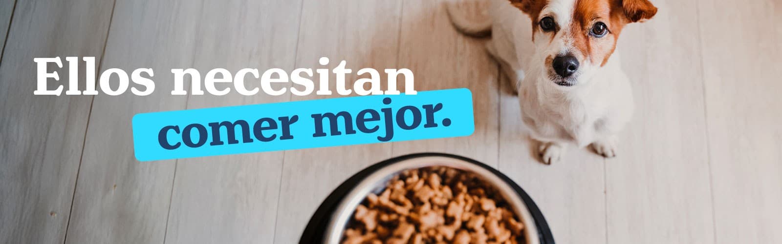 Imagen de Dieta balanceada para perros: cómo cuidar su peso sin quitarle la felicidad
