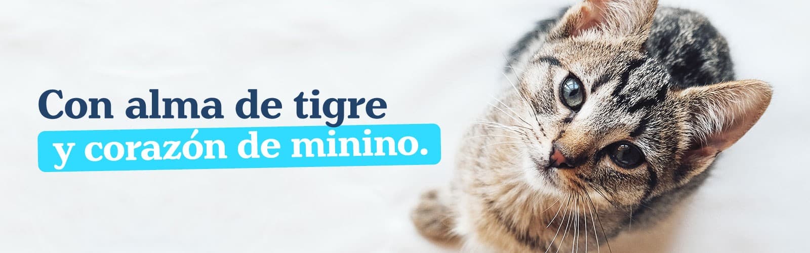 Imagen de Gato atigrado: características, tipos y curiosidades de los felinos con pelaje rayado 
