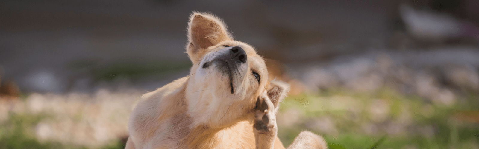 Imagen de Sarna en perros: síntomas, contagio y tratamiento