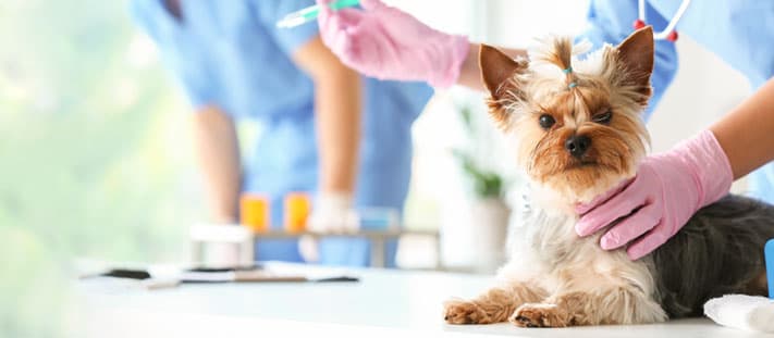 Imagen de Prevención del distemper canino: Eficacia de la vacuna