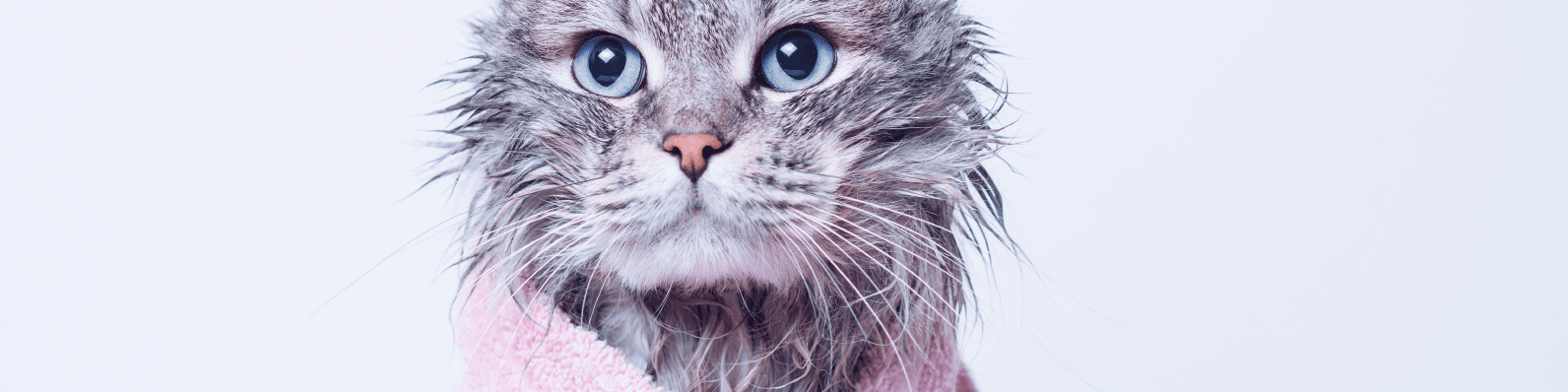 Imagen de Cat grooming: Tips para la peluquería de gatos agresivos