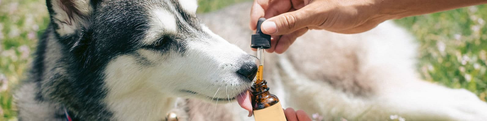 Imagen de Medicina Homeopática en mascotas: lo que debes