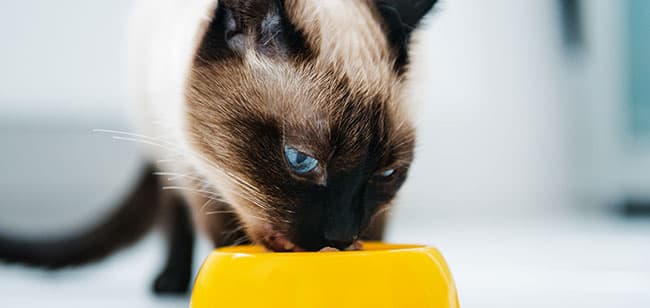 Imagen de Control de los parásitos internos en tu mascota: ¿Por qué es tan importante?