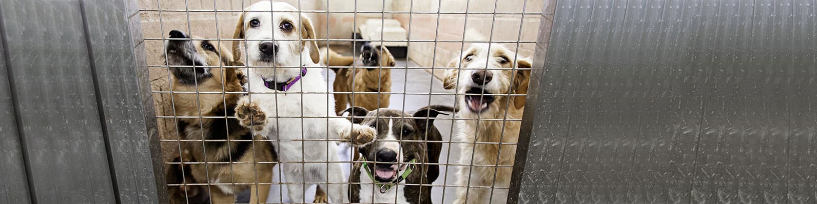 Imagen de Enfermedades transmitidas por animales: Conoce las zoonosis