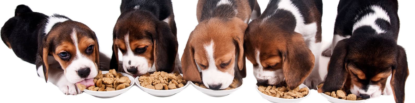 Imagen de Riesgos de la dieta BARF: ¿Cuáles son?
