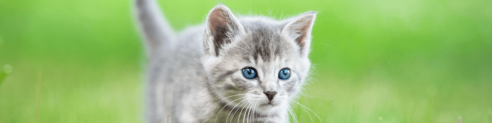 Imagen de Cómo saber si mi gata está embarazada ¡Aquí te lo decimos!