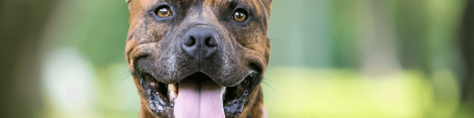 Imagen de Profilaxis en perros: Qué es, qué riesgos tiene y cuándo hacerla