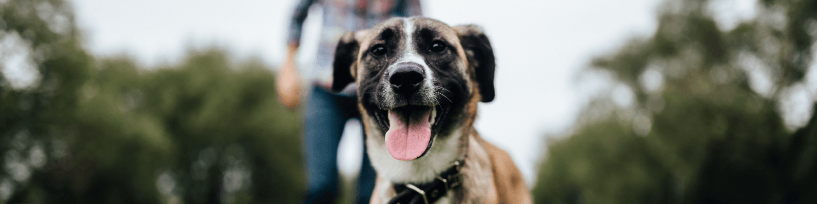 Imagen de Osteoartritis en perros: Qué es, síntomas y tratamiento