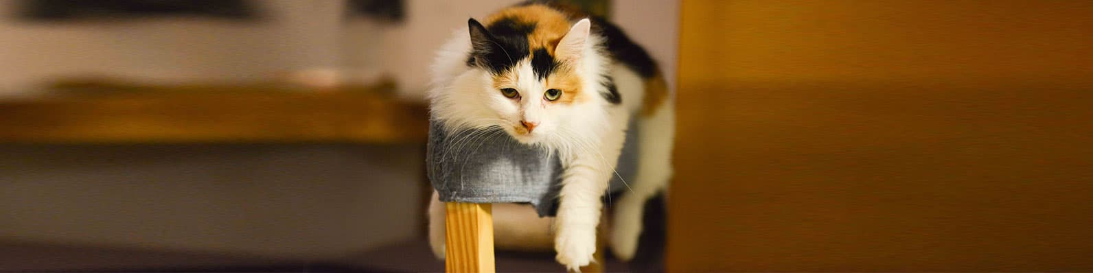 Imagen de ¿Tu gato está en su peso ideal? Averígualo aquí