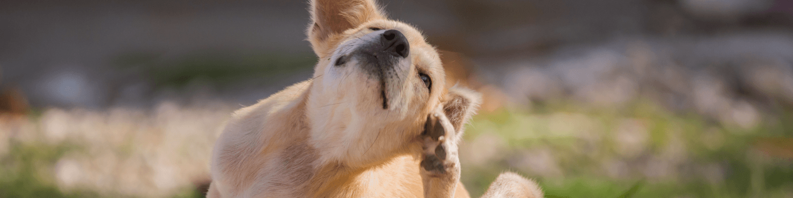 Imagen de Babesia en perros: Qué es, síntomas y tratamiento