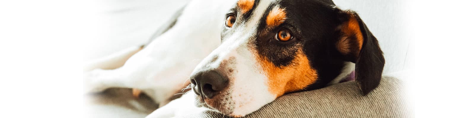 Imagen de Artrosis en perros: Signos y tratamiento con OL TRANS