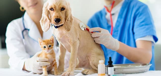Imagen de ¿Se puede recuperar a un perro y a un gato con insuficiencia renal?
