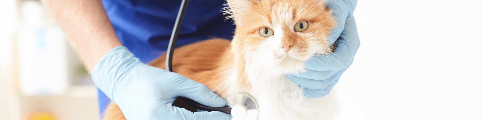 Imagen de Leucemia felina: Signos, manejo clínico y pronóstico