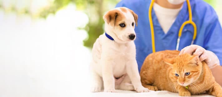 Imagen de Lepra en mascotas