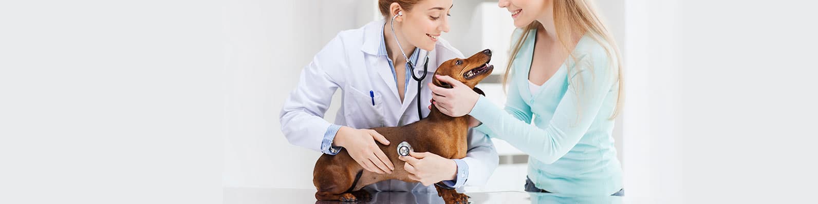 Imagen de Día del Veterinario en Colombia