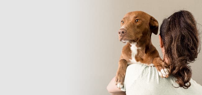 Imagen de Ansiedad por separación en perros y el uso de feromonas
