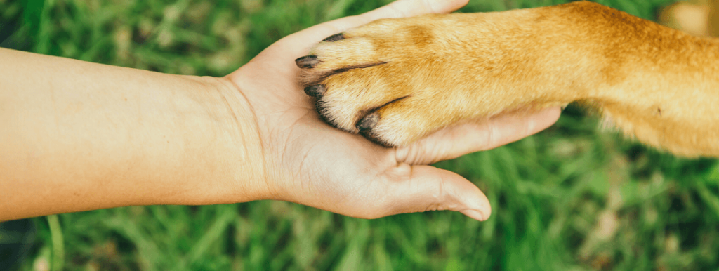 Artículo_5-razones-de-tener-un-perro-en-casa