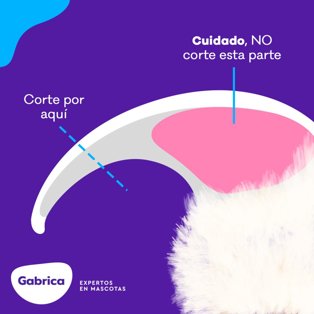 Uñas de tu gato: ¿Qué tanto puedes cortarlas?