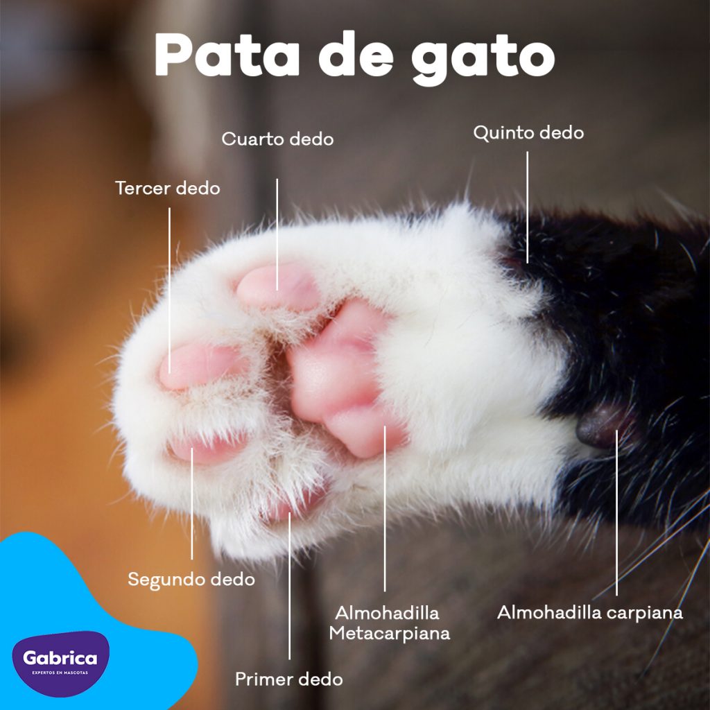 Anatomía de las patas de tu gato