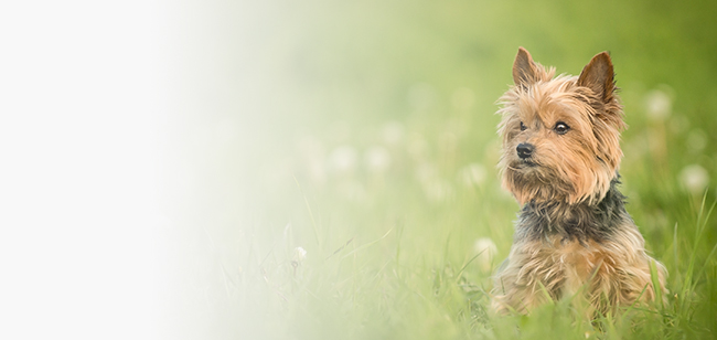 como prolongar la vida de mi perro de raza pequena