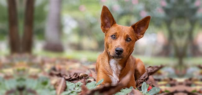 parasitos en perros