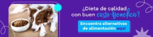 alimentos-recomendados-para-perros