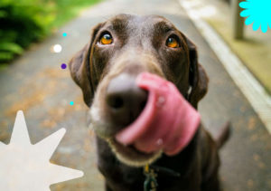 perro-sacando-la-lengua