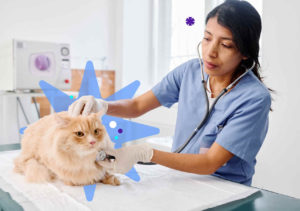 gato-examinado-por-veterinario