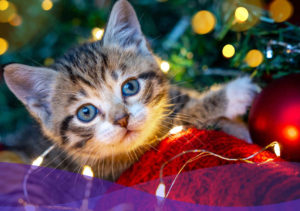 gato-arbol-de-navidad