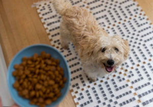 alimentos-para-perros